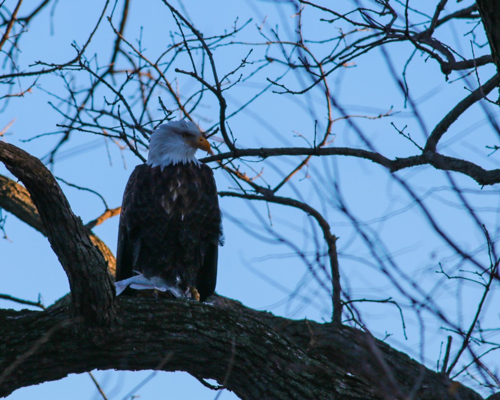 Eagle