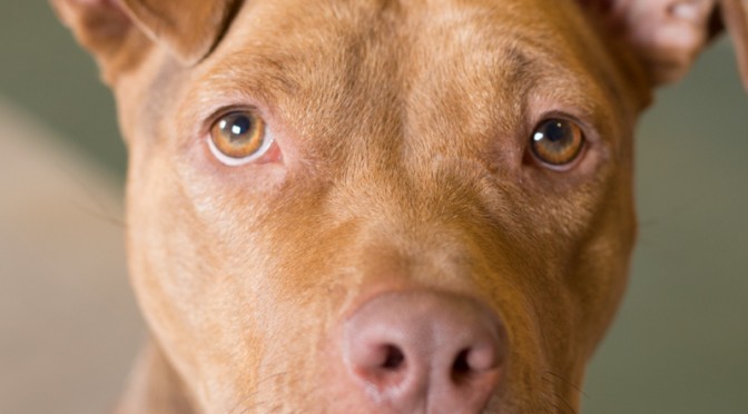 Volunteer at the Iowa City Animal Center