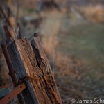 Fence Post