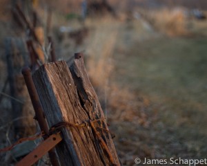 Fence Post