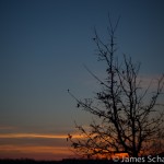 Tree with background sunset