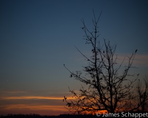 Tree with background sunset