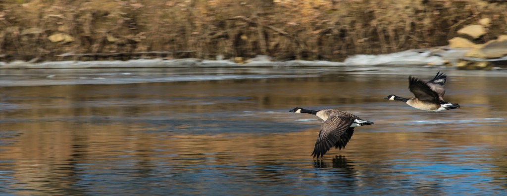 Geese