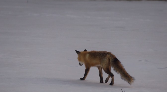 Another winter fox