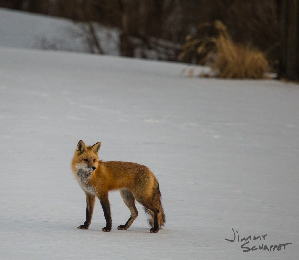 Fox in snow