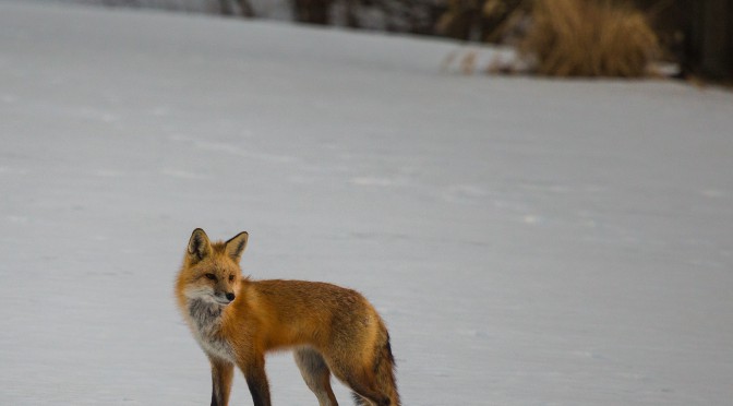 Fox in snow