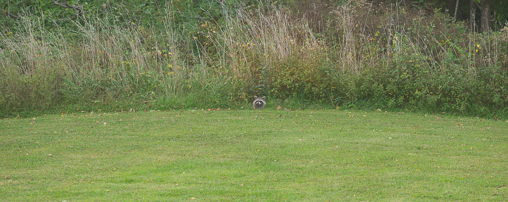 Raccoon