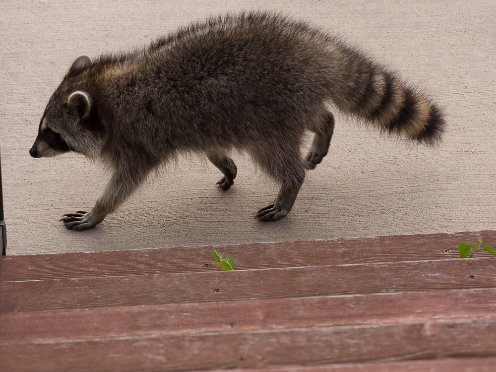 raccoon-6